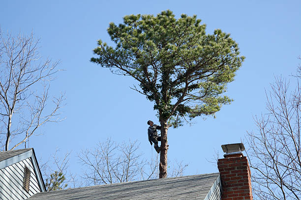  Whitney Point, NY Tree Removal Services Pros