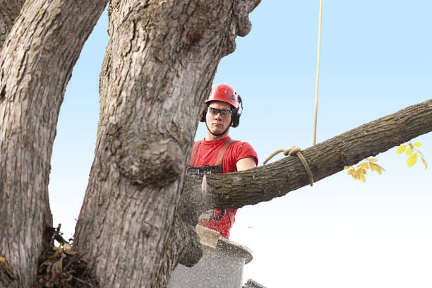 How Our Tree Care Process Works  in  Whitney Point, NY